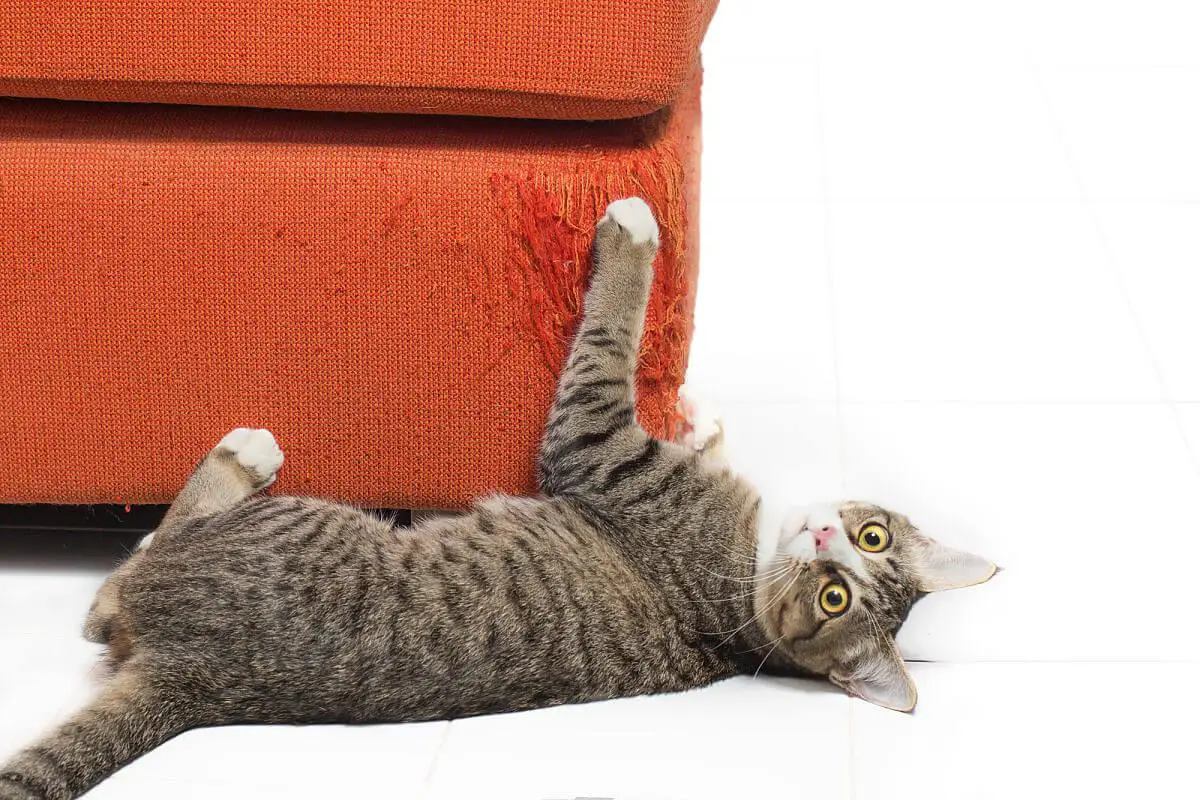 5 best tips on how to keep cats from scratching furniture